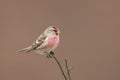 Common Redpoll Acanthis flammea sitting on a twig. Royalty Free Stock Photo