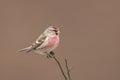 Common Redpoll Acanthis flammea sitting on a twig.