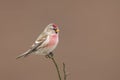 Common Redpoll Acanthis flammea sitting on a twig. Royalty Free Stock Photo