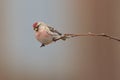 Common Redpoll Acanthis flammea sitting on a twig.