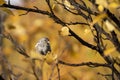 Common redpoll, Acanthis flammea in yellow birch foliage during autumn