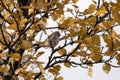 Common redpoll, Acanthis flammea in yellow birch foliage during autumn