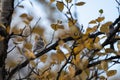 Common redpoll, Acanthis flammea in yellow birch foliage during autumn