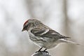 Common Redpoll bird, Acanthis flammea, female perched facing left