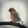 Common Redpoll bird, Acanthis flammea, male perched facing left