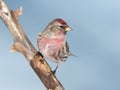 Common Redpoll Carduelis flammea