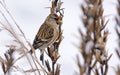 Common redpoll eats sundrops plant seeds in snowy winter