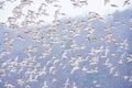 Common Redpoll Flock Flying in a Snow Squall