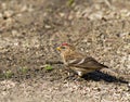 Common Redpoll Royalty Free Stock Photo
