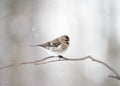 The common redpoll or mealy redpoll (Acanthis flammea) is a species of bird in the Fringillidae family.