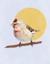 Common Redpoll On A Branch