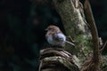 Common redpoll