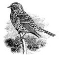 Common Redpoll vintage illustration