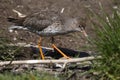 Common redshank Royalty Free Stock Photo