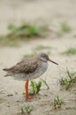 Common redshank Royalty Free Stock Photo