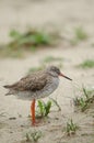 Common redshank