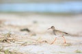 Common redshank at the beach