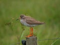 Common Redshank Bird on Pole