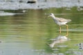 Common Redshank bird