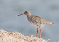 The common redshank on blue blurred background. Royalty Free Stock Photo