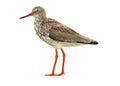 Common redshank Royalty Free Stock Photo