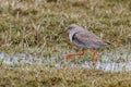 Common Redshank