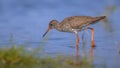 Common Redshank in shallow water