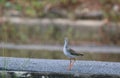 Common redshank (tringa tatonus) Royalty Free Stock Photo