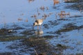 Common Redshank on Titchwell beach Royalty Free Stock Photo