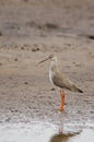 Redshank Royalty Free Stock Photo