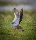 Common Redshank with Wings Up in breeding Plumage