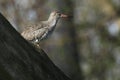 Common redshank sitting on the tree Royalty Free Stock Photo