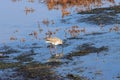 Common Redshank on Titchwell beach Royalty Free Stock Photo