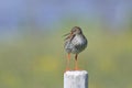 Common redshank, tringa totanus