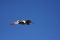 Common Redshank - Tringa totanus