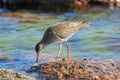 Common redshank (Tringa totanus)