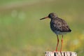 Common Redshank, Tringa totanus at Bislicher Insel, Xanten Royalty Free Stock Photo