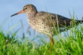 Common redshank (Tringa totanus) close up Royalty Free Stock Photo