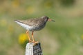 Common redshank Tringa totanus on a pole Royalty Free Stock Photo