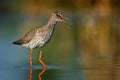 Common Redshank Tringa totanus standinf in a shallow water and calling