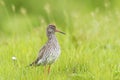 Common redshank tringa totanus on a vibrant meadow