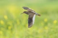 Common redshank tringa totanus wader bird in flight