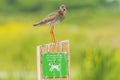 Common redshank tringa totanus wader bird perched on a warning sign to keep dogs on a leash