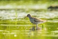 Common redshank tringa totanus wading bird