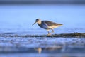 common redshank tringa totanus wading bird