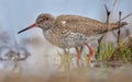 Common Redshank very close large shot in water of lake in high dimension