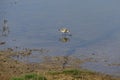 Common Redshank wading in Keyhaven salt marshes in the Spring