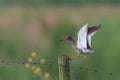 Common Redshank Royalty Free Stock Photo