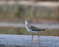 Common redshank (tringa tatonus) Royalty Free Stock Photo