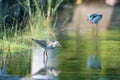 Common redshank (tringa tatonus) Royalty Free Stock Photo